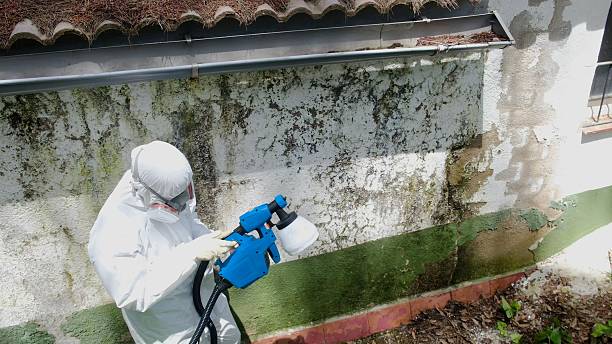 Trusted Attic Mold Removal service in Reedsville, PA - Cheap Mold Removal